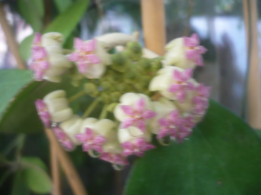 P1490662 - HOYA 2021-2