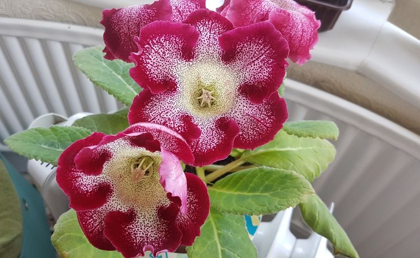  - Florile mele din Anglia