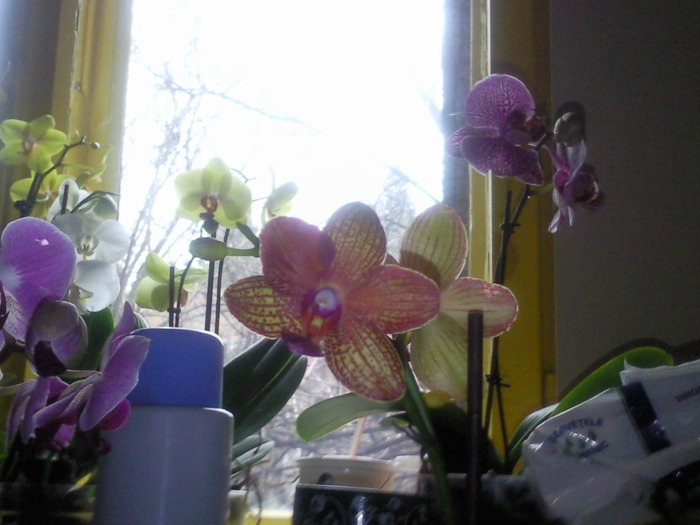  - phalaenopsis