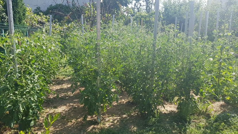 Azi - 07 Gradinuta de legume 2021