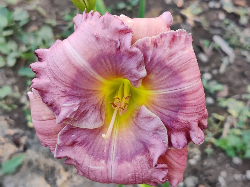 Lavender blue baby - Hemerocallis