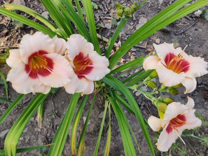  - Hemerocallisi 1