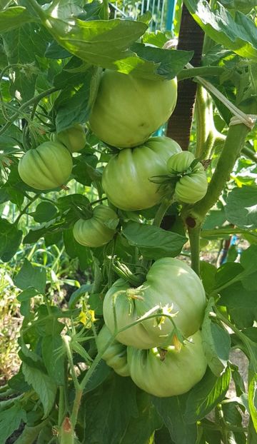  - 07 Gradinuta de legume 2021