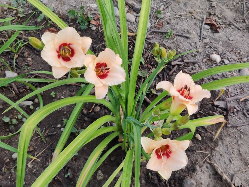 Raspberry candy - Hemerocallisi 1