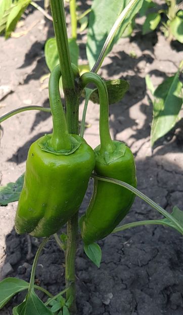  - 07 Gradinuta de legume 2021
