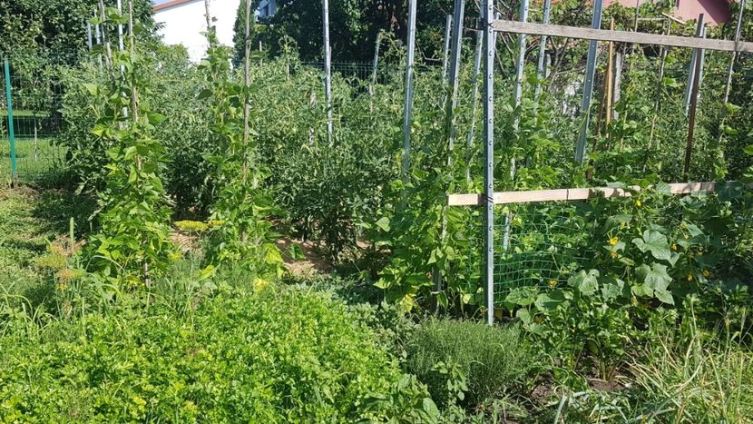  - 07 Gradinuta de legume 2021