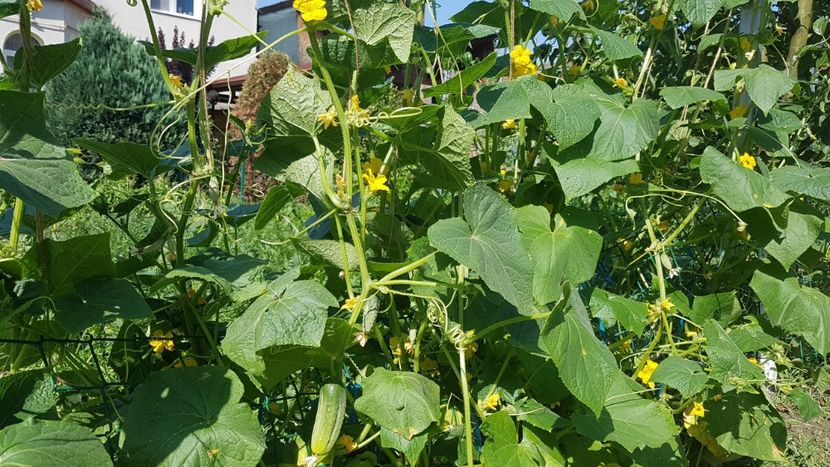  - 07 Gradinuta de legume 2021