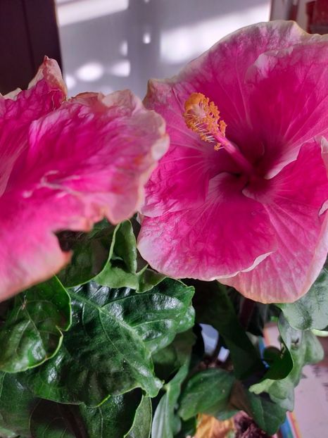 IMG20210714194620 - Hibiscus