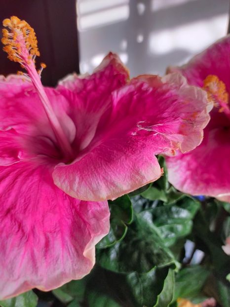 IMG20210714194613 - Hibiscus