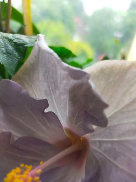 IMG20210703095136 - Hibiscus