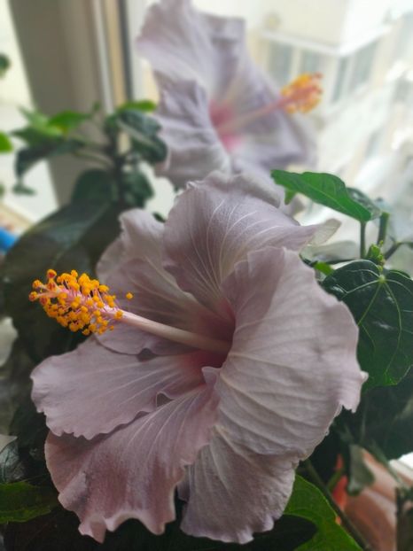 IMG20210619104418 - Hibiscus