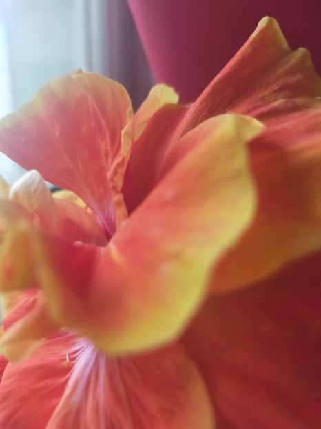 IMG20210618124538 - Hibiscus