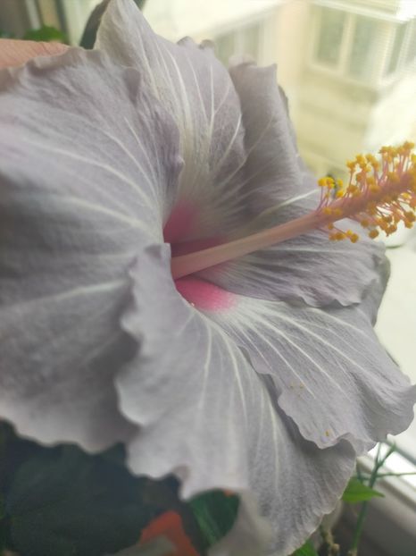 IMG20210618124450 - Hibiscus