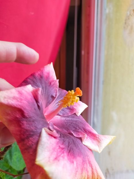 IMG20210418072546 - Hibiscus