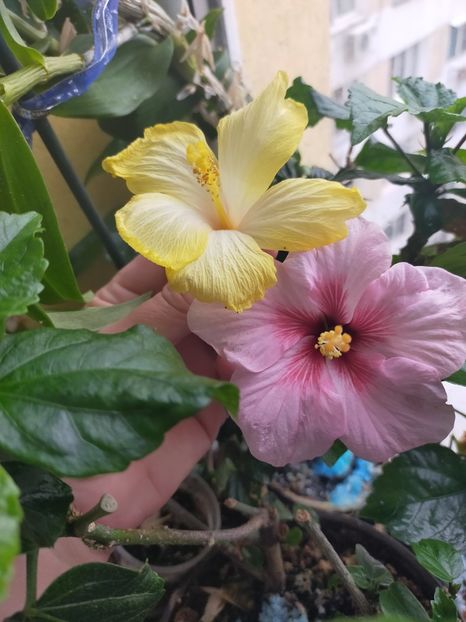 IMG20210324155710 - Hibiscus