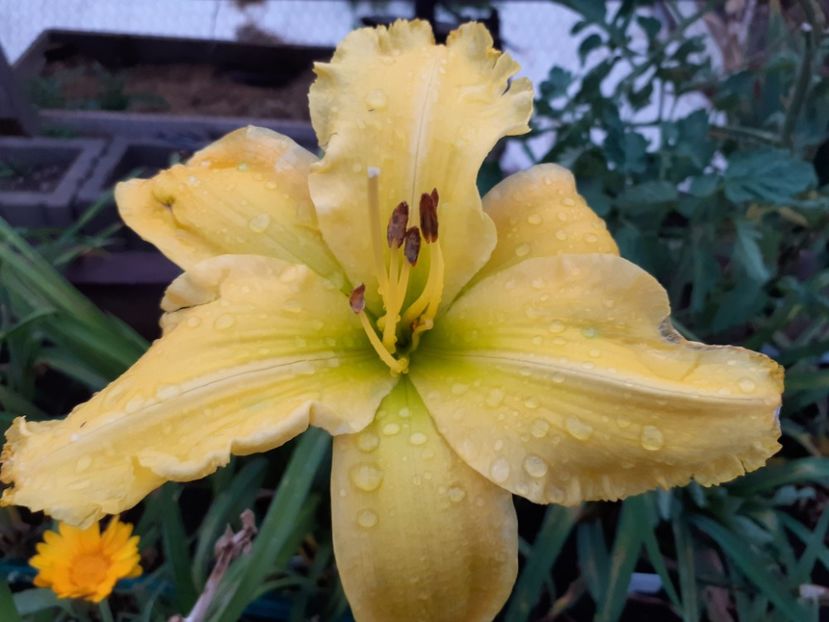 Inku zelts - Hemerocallis 2021