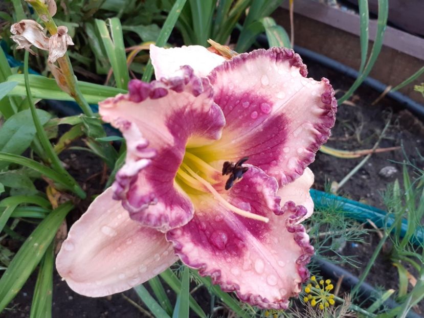 Tegal braid - Hemerocallis 2021
