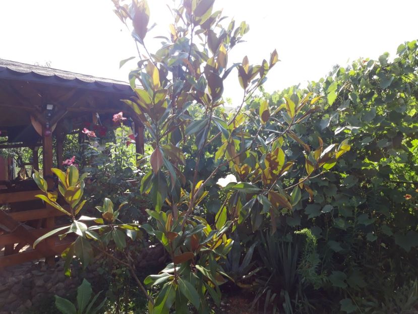  - Magnolia grandiflora gallisoniensis