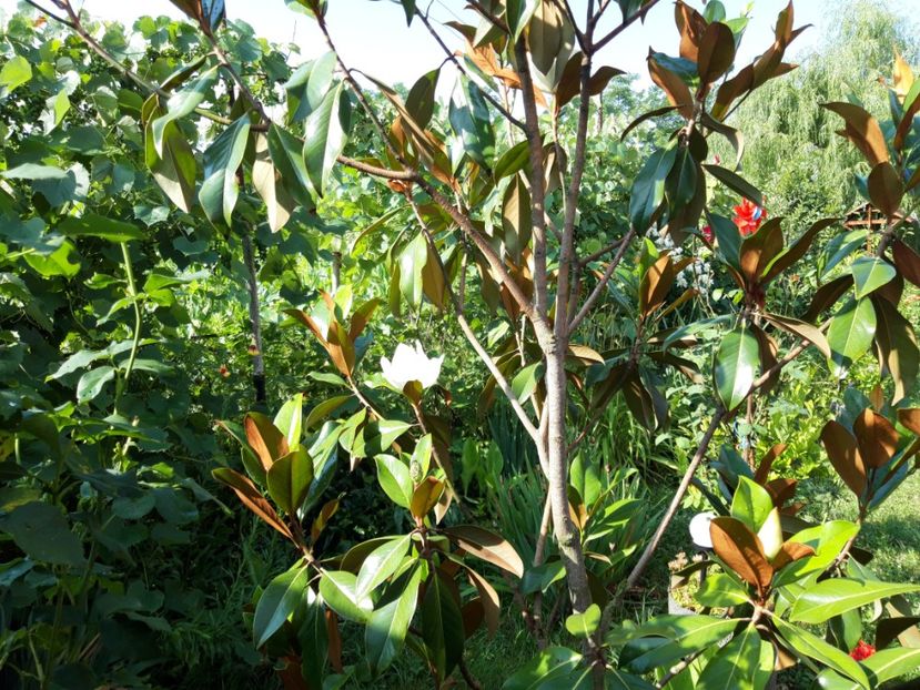  - Magnolia grandiflora gallisoniensis