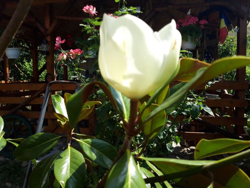  - Magnolia grandiflora gallisoniensis