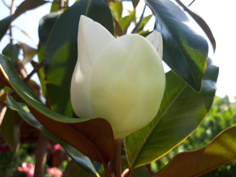  - Magnolia grandiflora gallisoniensis