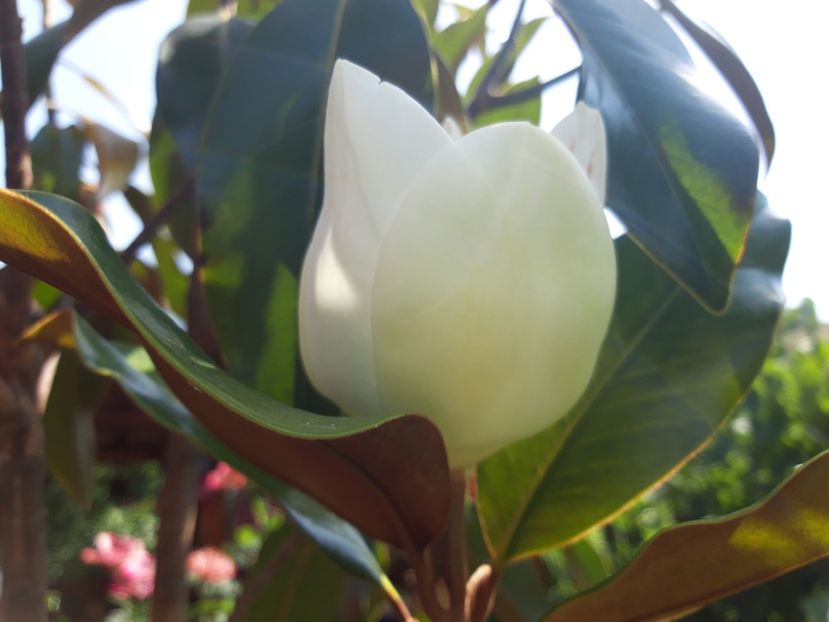  - Magnolia grandiflora gallisoniensis