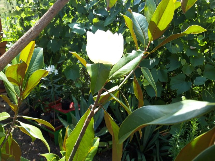  - Magnolia grandiflora gallisoniensis