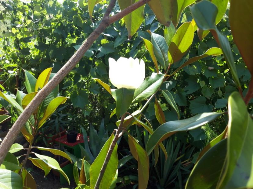  - Magnolia grandiflora gallisoniensis
