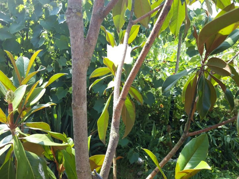  - Magnolia grandiflora gallisoniensis