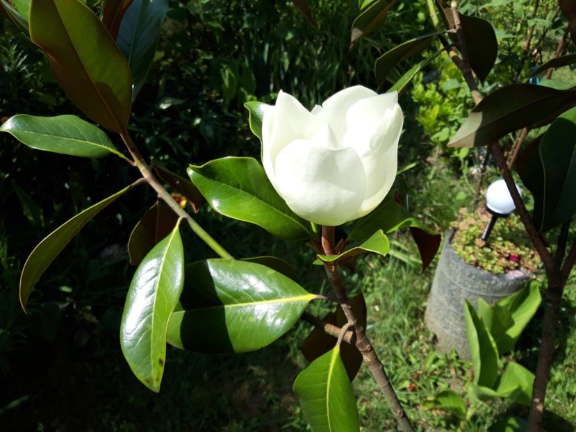  - Magnolia grandiflora gallisoniensis