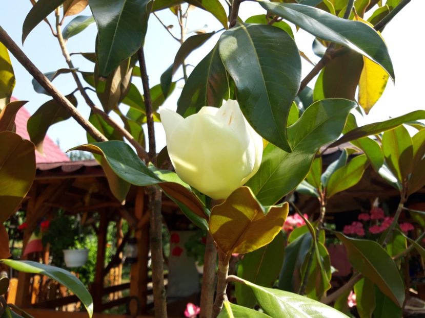  - Magnolia grandiflora gallisoniensis