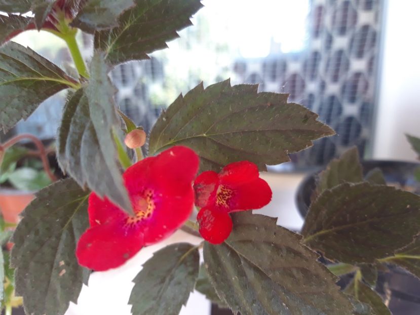  - Achimenes