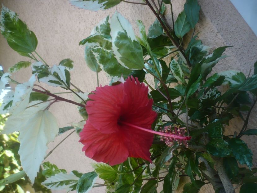 16.07.2021 - HIBISCUSI 2021-2