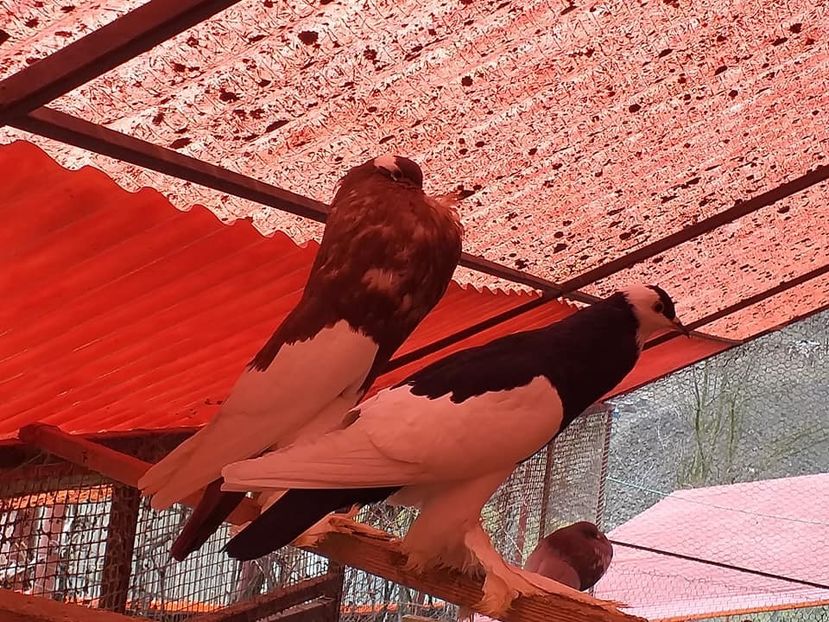 vânduți lui Ormenișan Vasile(MS) - Porumbei VÂNDUȚI