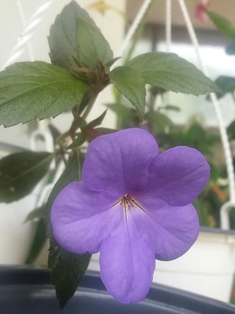 Aquamarine - Achimenes varietati - drumul florilor