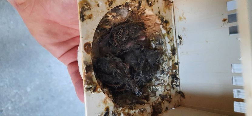  - Pui hibrizi canarusi 2021