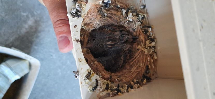  - Pui hibrizi petrusi 2021