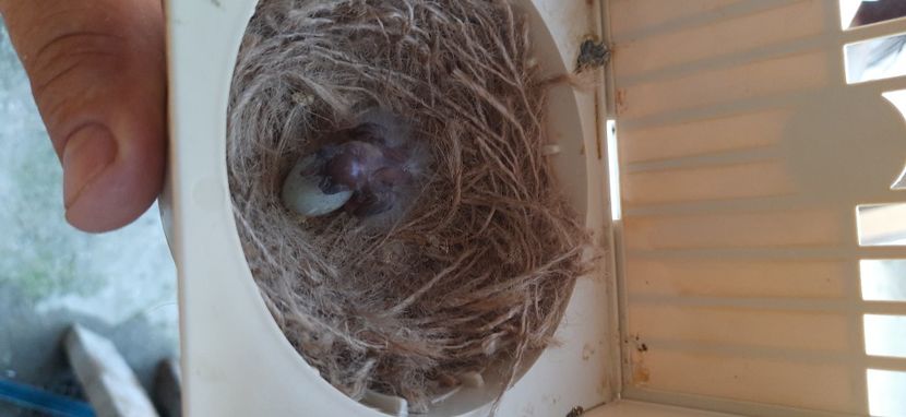  - Pui hibrizi petrusi 2021