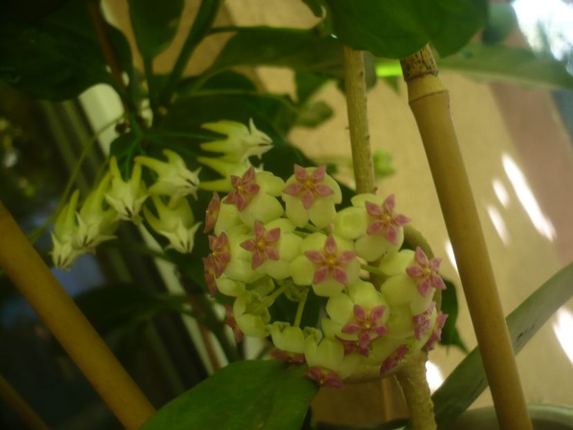 P1490693 - HOYA 2021-2