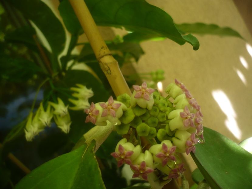P1490694 - HOYA 2021-2