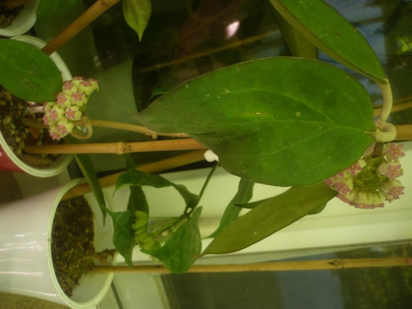 P1490696 - HOYA 2021-2