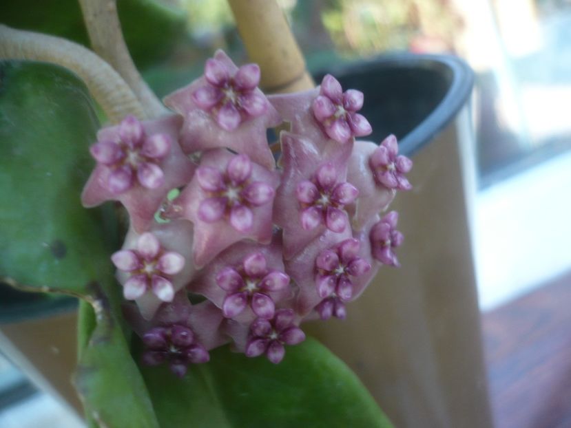 P1490697 - HOYA 2021-2
