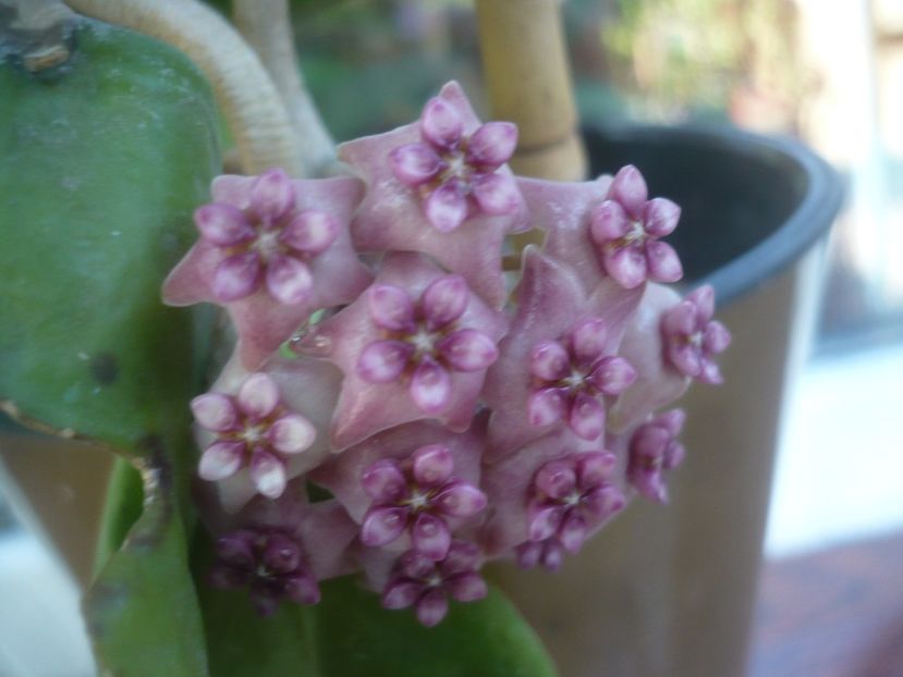 P1490698 - HOYA 2021-2