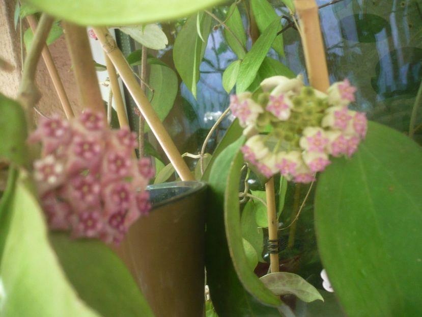 P1490699 - HOYA 2021-2