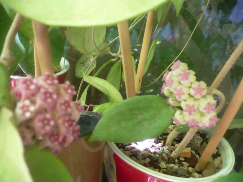 P1490700 - HOYA 2021-2