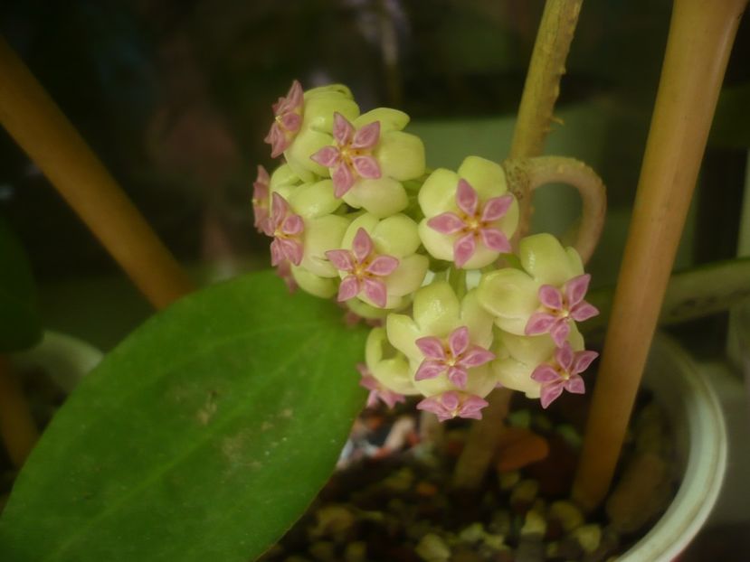 P1490690 - HOYA 2021-2