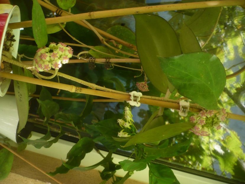 P1490691 - HOYA 2021-2
