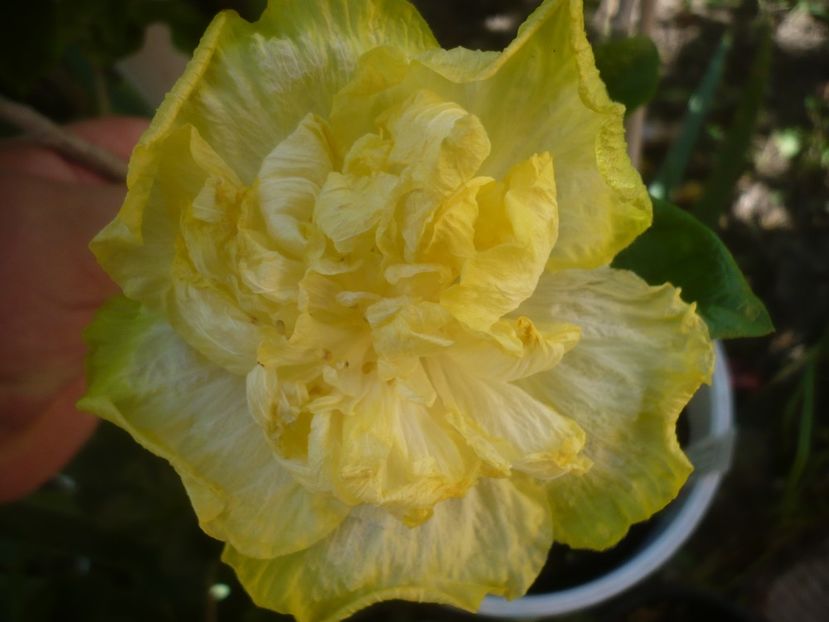 P1490710 - HIBISCUSI 2021-2