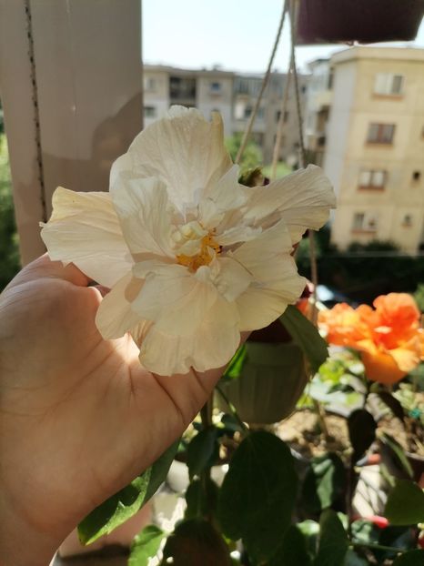  - Hibiscusi