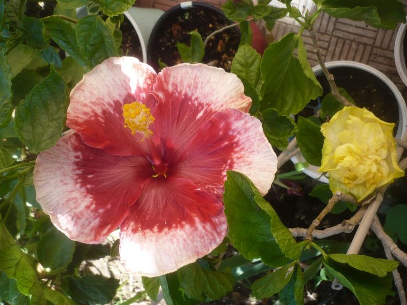 16.07.2021 - Tahitian Marvel